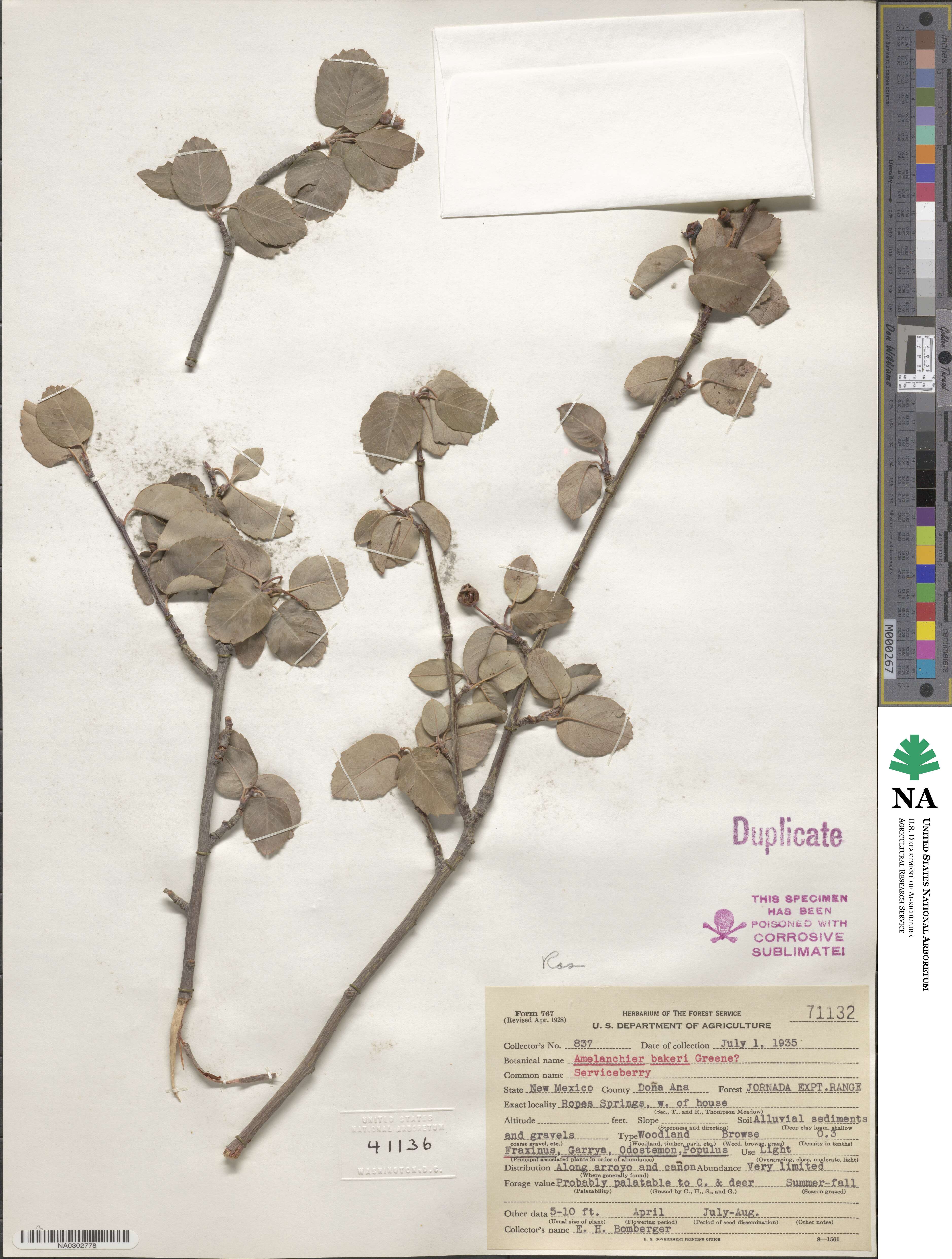 Amelanchier utahensis image