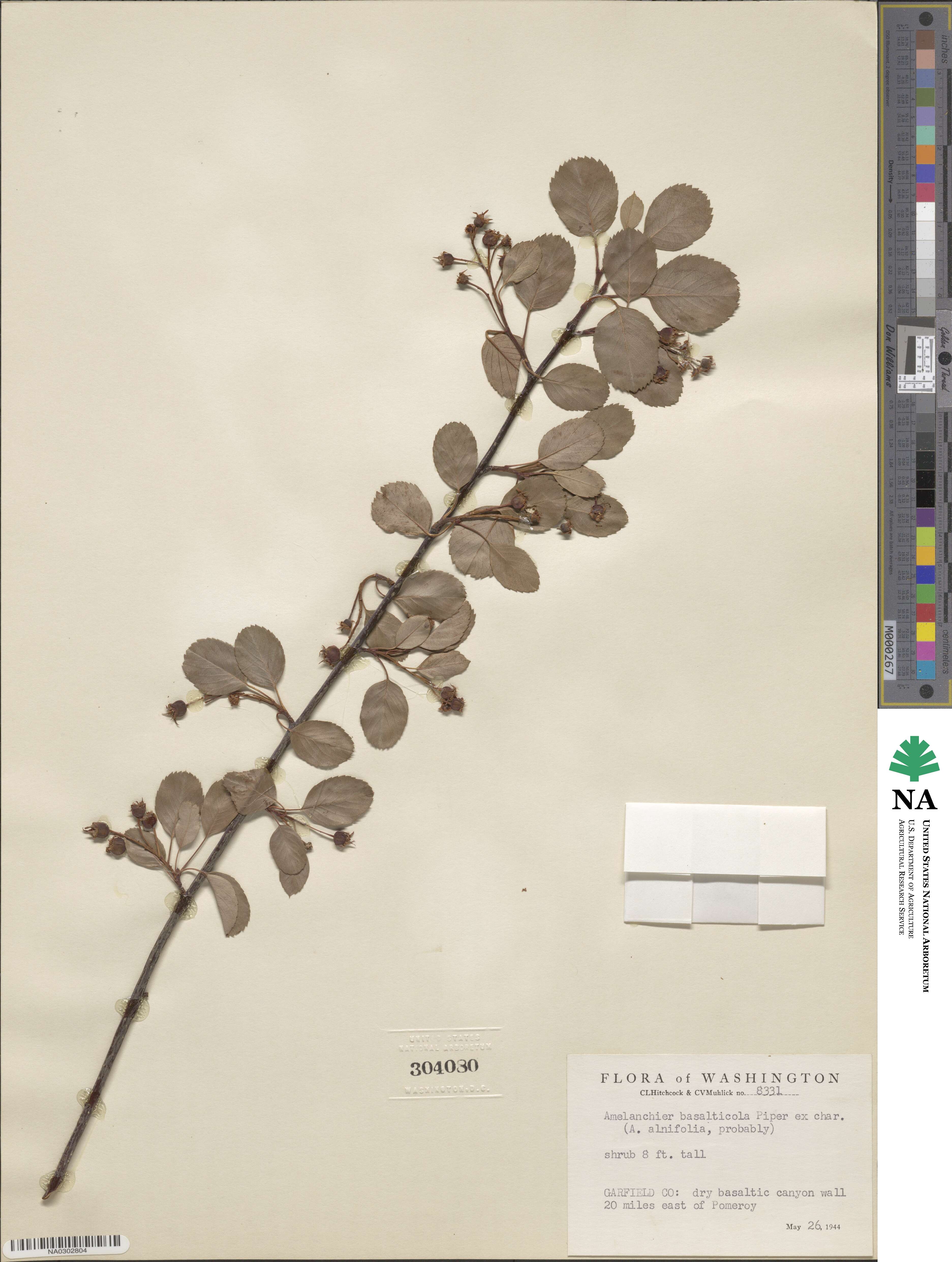 Amelanchier pumila image