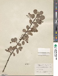 Amelanchier pumila image