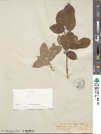 Image of Amelanchier beata