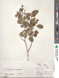 Amelanchier alnifolia image