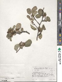 Amelanchier alnifolia image