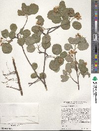 Amelanchier alnifolia image