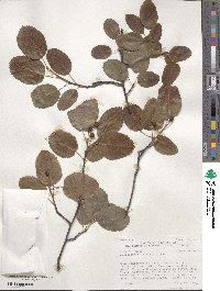 Amelanchier alnifolia image