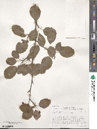 Amelanchier alnifolia image