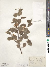 Amelanchier alnifolia image