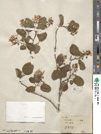 Amelanchier alnifolia image