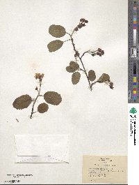 Amelanchier alnifolia image