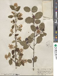 Amelanchier alnifolia image