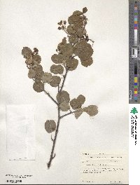 Amelanchier alnifolia image