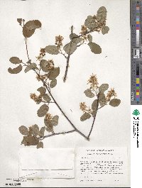 Amelanchier alnifolia image