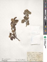 Amelanchier alnifolia image