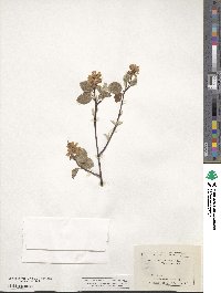 Amelanchier alnifolia image