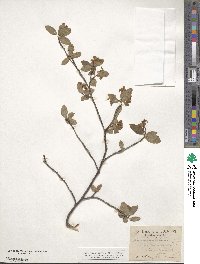 Amelanchier alnifolia image