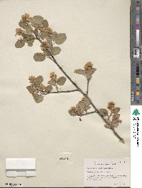 Amelanchier alnifolia image