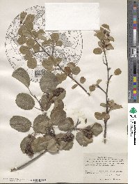 Amelanchier alnifolia image