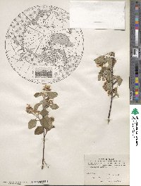 Amelanchier alnifolia image