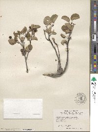 Amelanchier alnifolia image