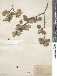 Amelanchier alnifolia image