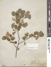 Amelanchier alnifolia image