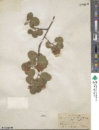 Amelanchier alnifolia image