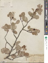 Amelanchier alnifolia image