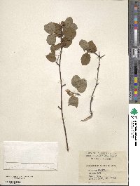 Amelanchier alnifolia image