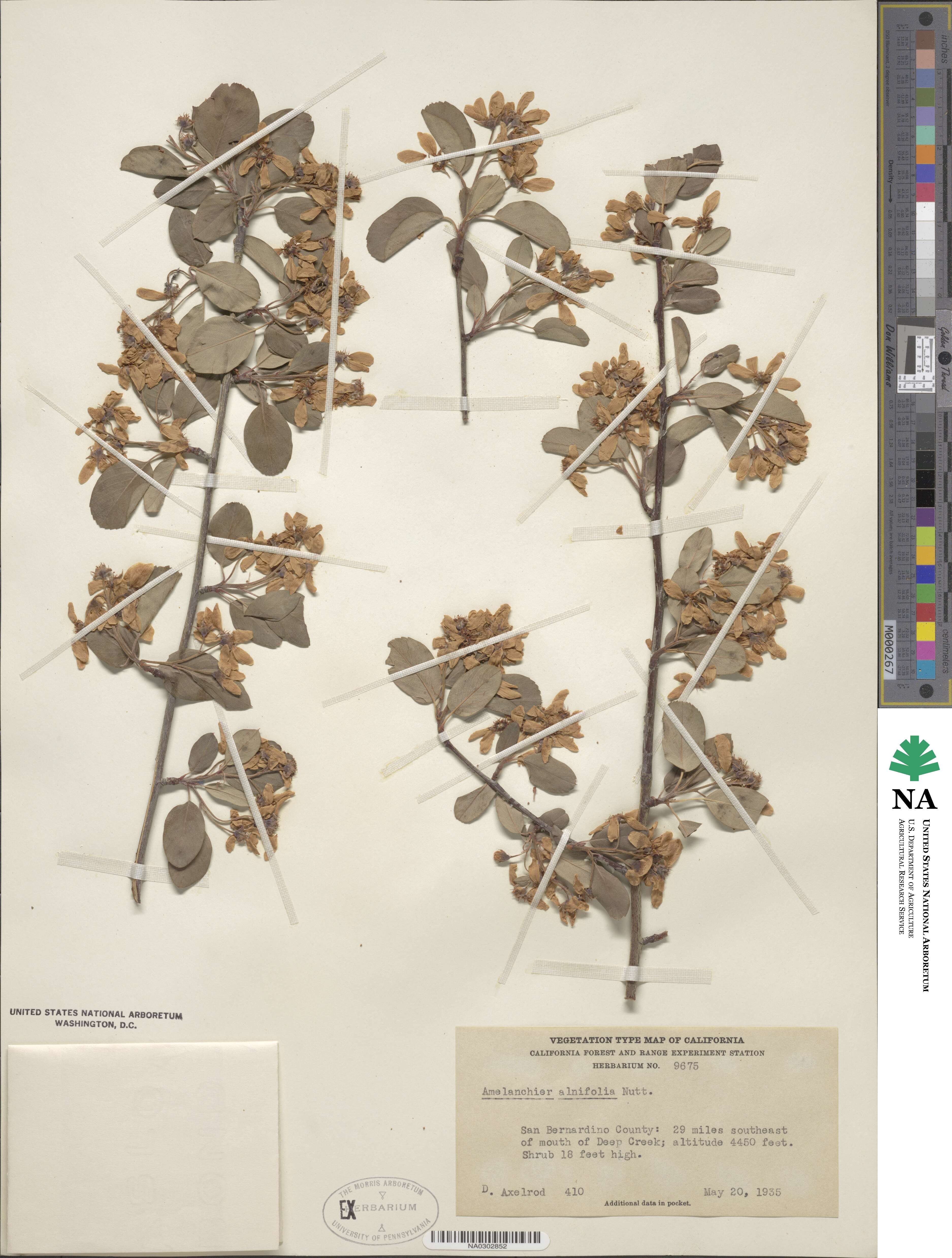 Amelanchier image