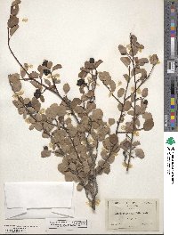 Amelanchier alnifolia image