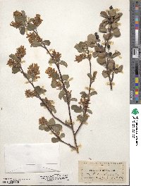 Amelanchier alnifolia image