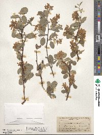 Amelanchier alnifolia image