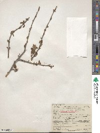 Amelanchier alnifolia image