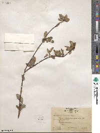 Amelanchier alnifolia image