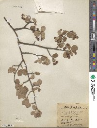 Amelanchier alnifolia image