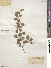 Amelanchier alnifolia image