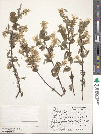 Amelanchier alnifolia image