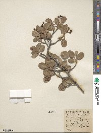 Amelanchier alnifolia image