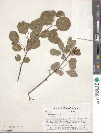 Amelanchier alnifolia image