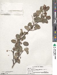 Amelanchier alnifolia image