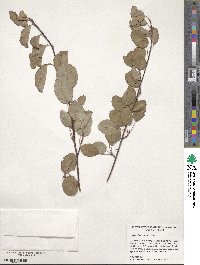 Amelanchier alnifolia image