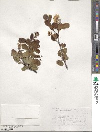 Amelanchier alnifolia image