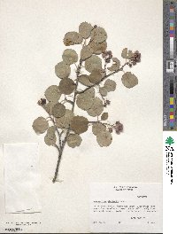 Amelanchier alnifolia image