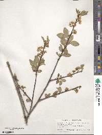 Amelanchier alnifolia image