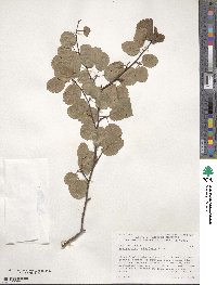 Amelanchier alnifolia image