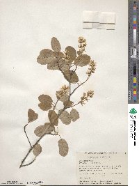 Amelanchier alnifolia image