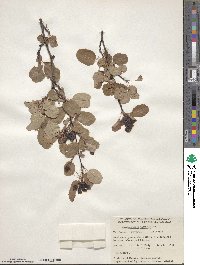 Amelanchier alnifolia image