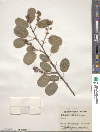 Amelanchier alnifolia image