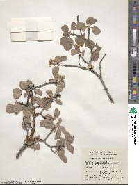 Amelanchier alnifolia image