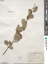 Amelanchier alnifolia image