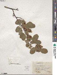 Amelanchier alnifolia image